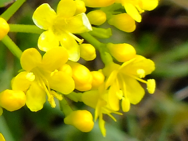 e0145782_11181417.jpg