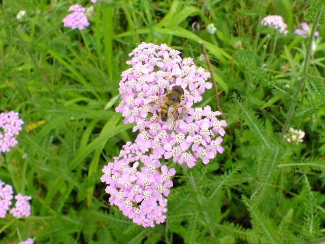 e0145782_11184618.jpg