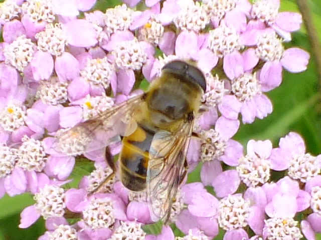 e0145782_11191730.jpg
