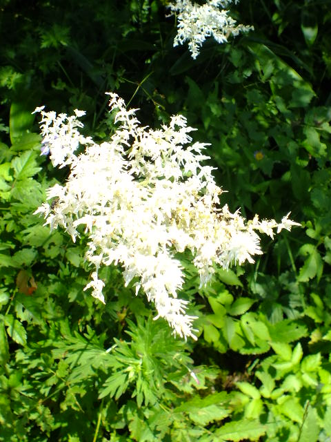 e0145782_11212866.jpg