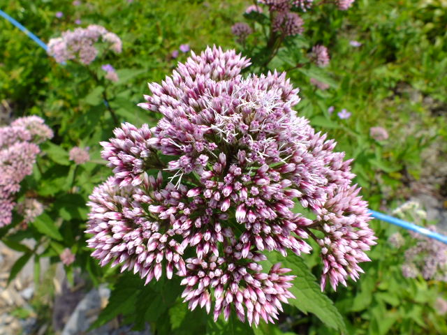 e0145782_1122495.jpg