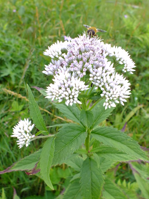 e0145782_11235979.jpg