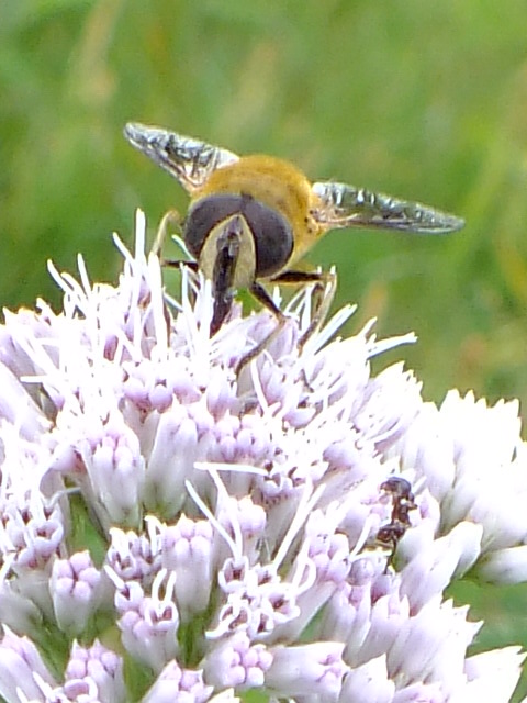 e0145782_11244723.jpg