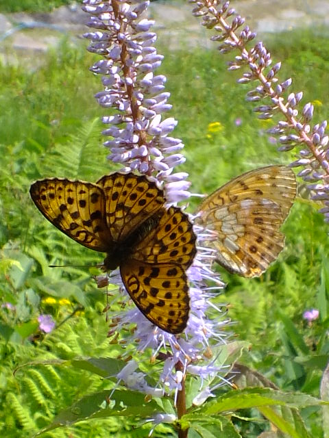 e0145782_112623100.jpg