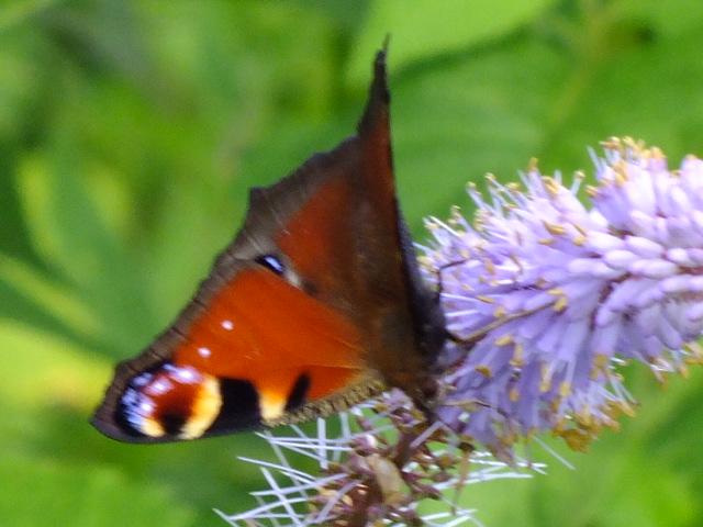e0145782_11285512.jpg