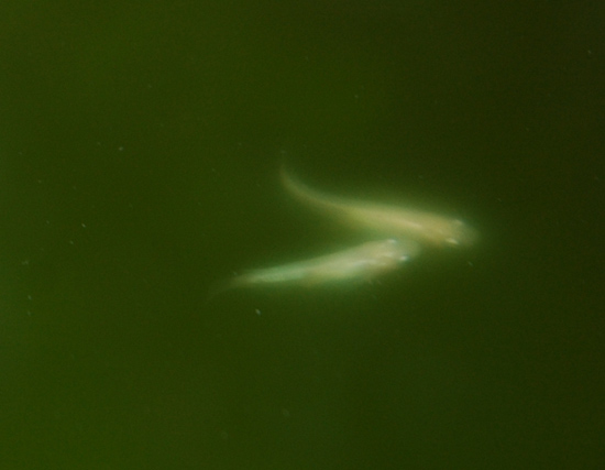 e0097534_18454647.jpg