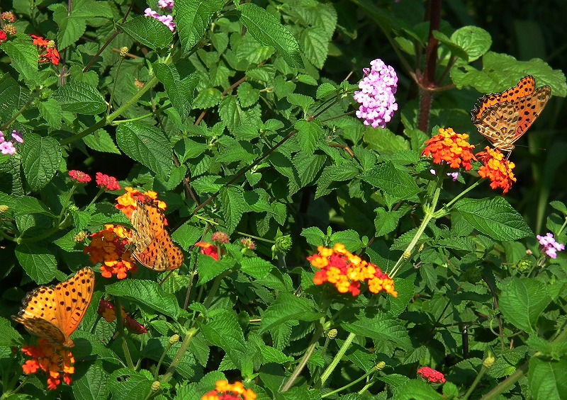 a0018655_2052620.jpg