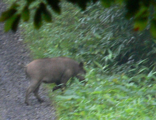 c0294658_11383244.jpg
