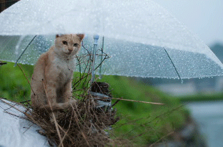 d0065364_1023511.gif