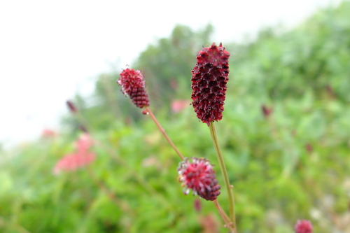 e0304001_22404057.jpg