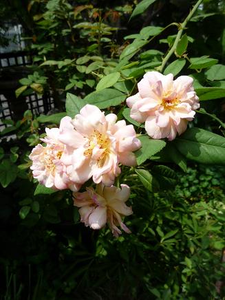 e0234004_22352615.jpg