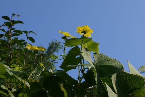 b0061107_01176.jpg