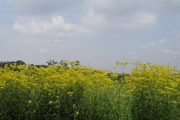 f0007926_10122431.jpg