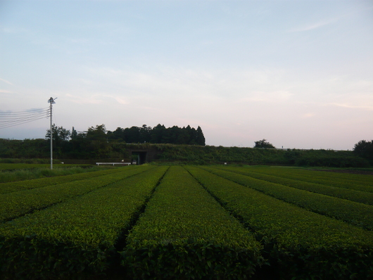 a0206332_6344613.jpg