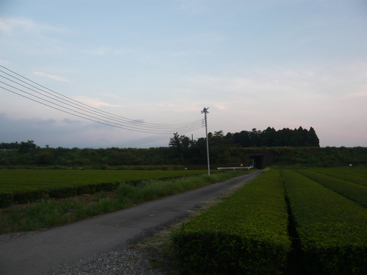 a0206332_638688.jpg