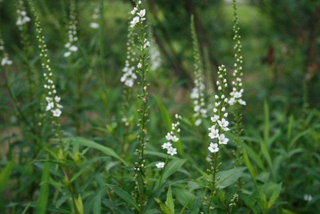 d0049138_23374448.jpg