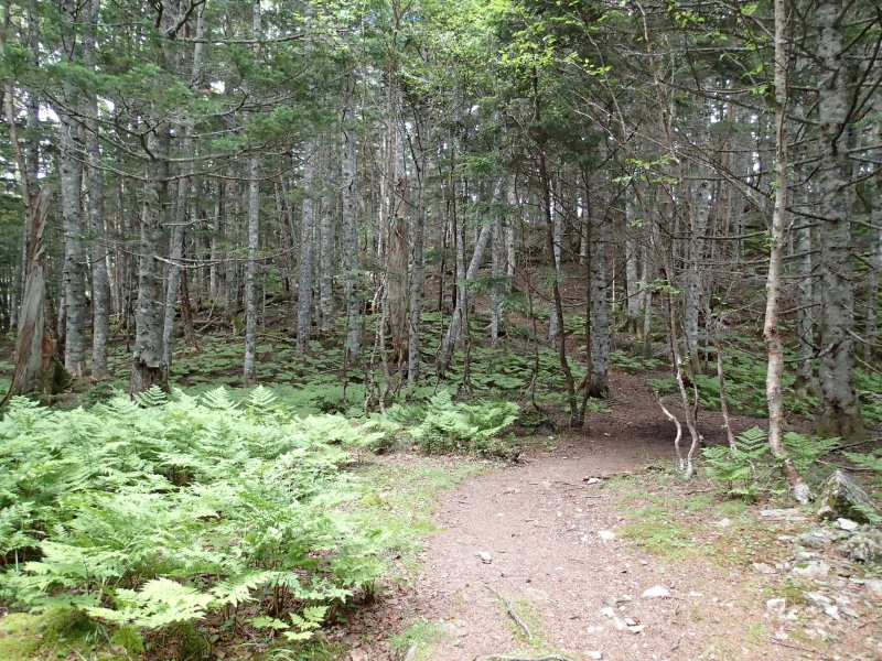 b0190242_12261483.jpg