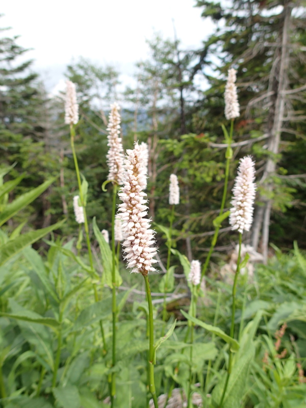 b0190242_12343665.jpg