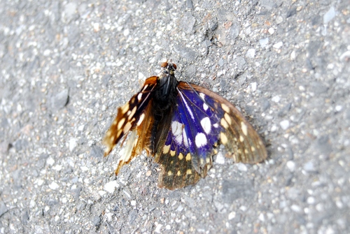 e0151566_0254722.jpg