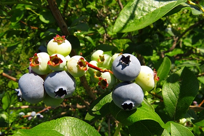 f0182173_10444457.jpg