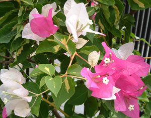 c0139375_13391470.jpg