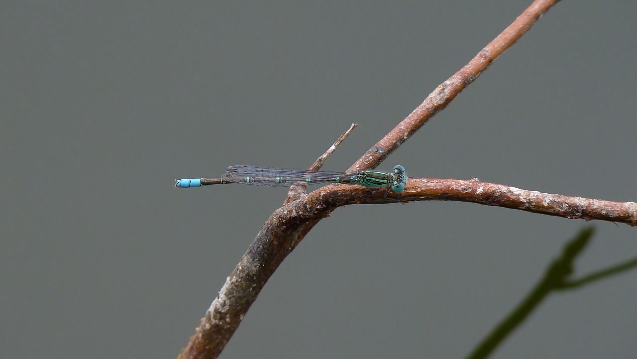 a0185081_12272765.jpg