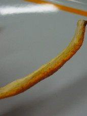 c0172698_11161675.jpg
