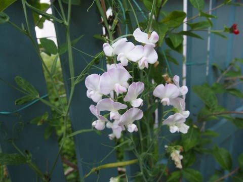 c0117007_2230629.jpg