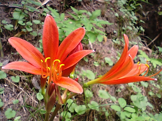 f0231709_7342156.jpg