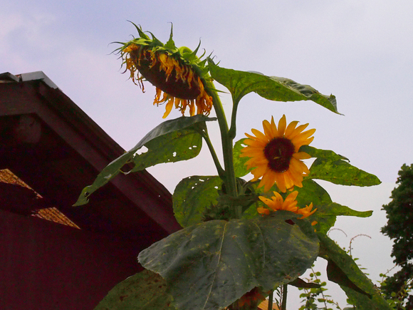 c0186410_18112564.jpg