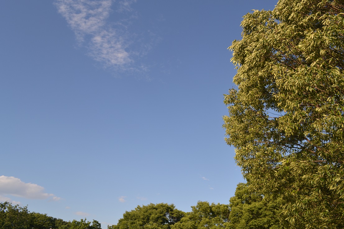 a0055650_0455755.jpg
