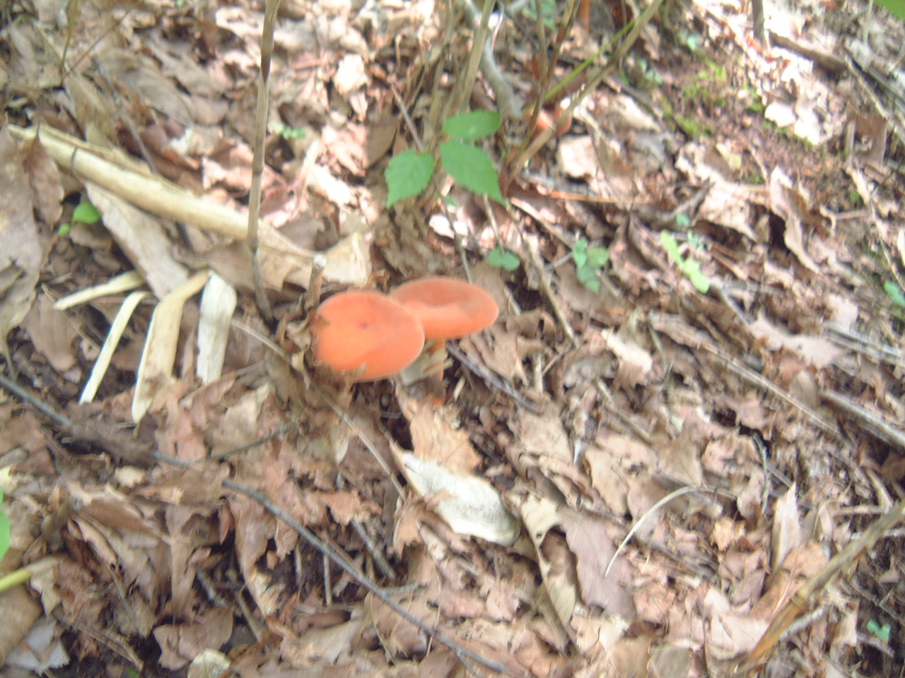 c0237780_2053280.jpg