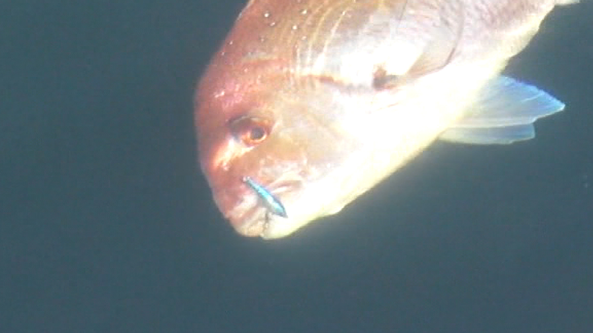 e0052088_2054490.jpg