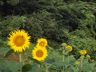 c0187298_21194873.jpg