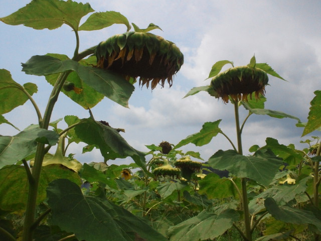 c0062511_011061.jpg