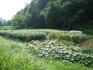 c0189218_18172129.jpg