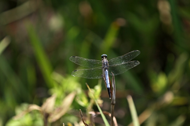 a0242438_19461980.jpg