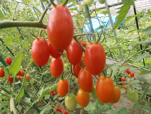 e0143347_10151458.jpg