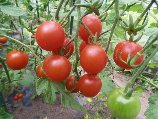 e0143347_1018435.jpg