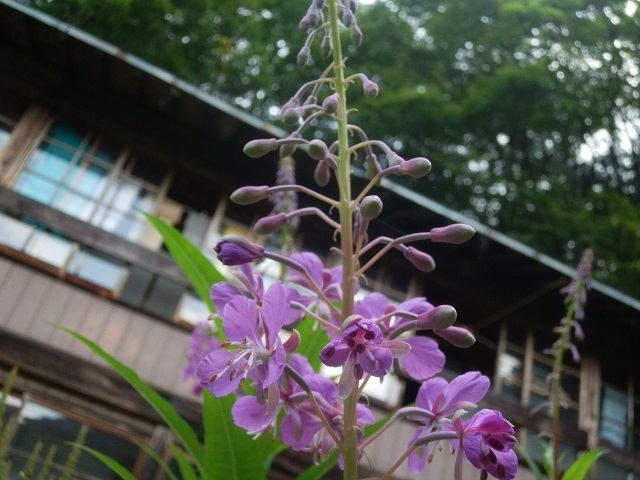 c0042869_6183726.jpg
