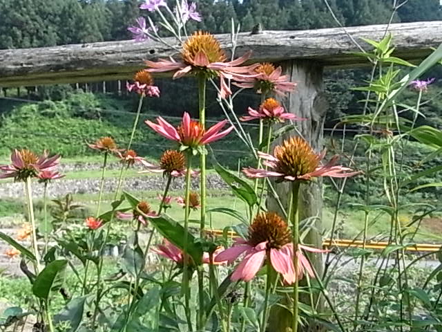 a0146070_45747100.jpg