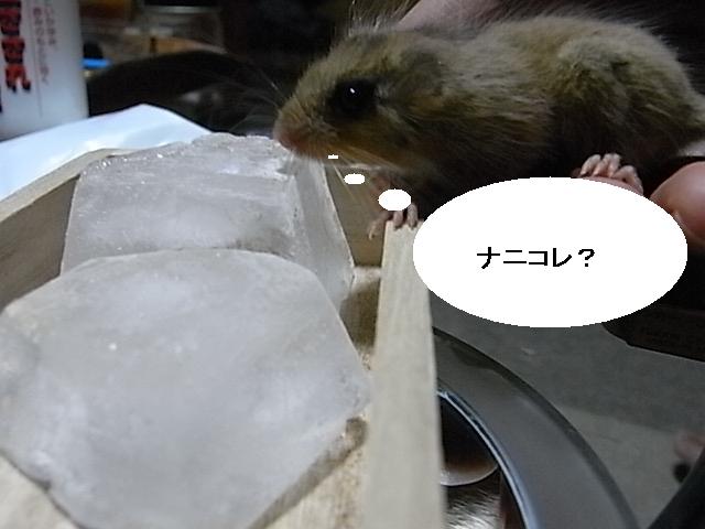 a0146070_58149.jpg