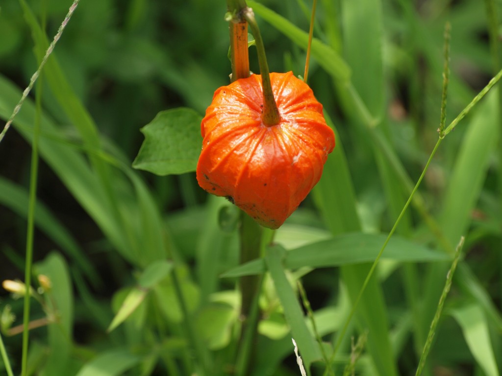 鳳仙花 お笑い の画像 原寸画像検索