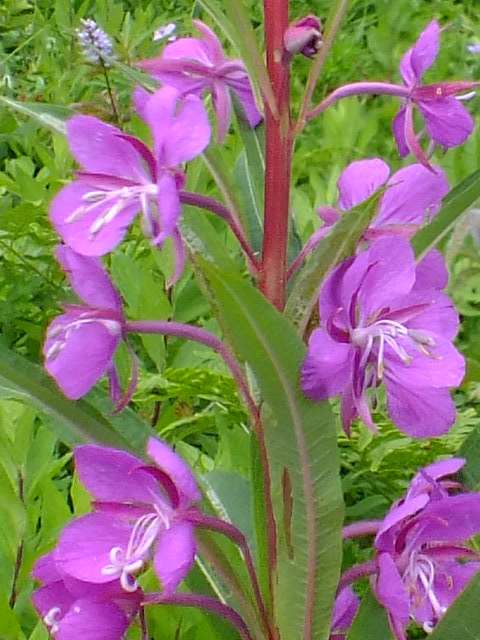 e0145782_1723176.jpg