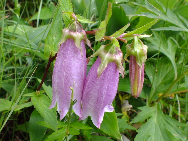 e0145782_17233826.jpg