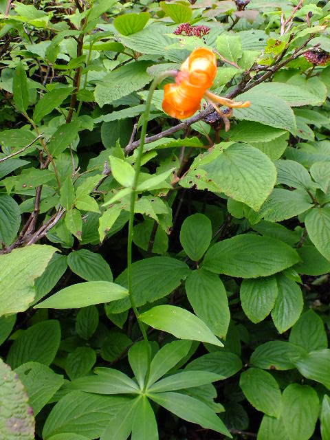 e0145782_1727171.jpg