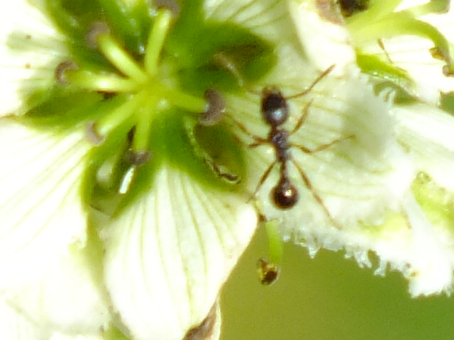 e0145782_17284452.jpg