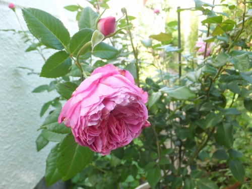 c0078586_21561817.jpg