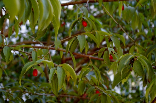 b0283192_7522572.jpg