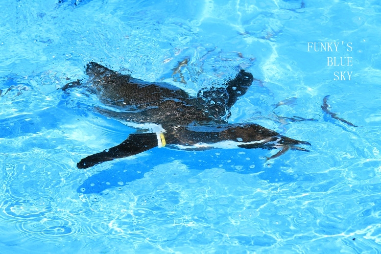 c0145250_1343996.jpg